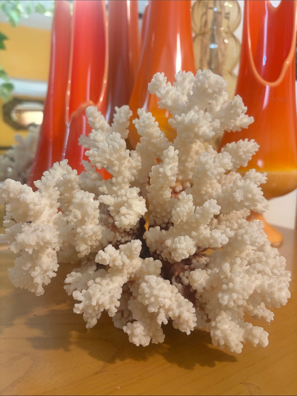 Beautiful Natural Brownstem White Coral 7”x8”. Weighs over 2 lbs!